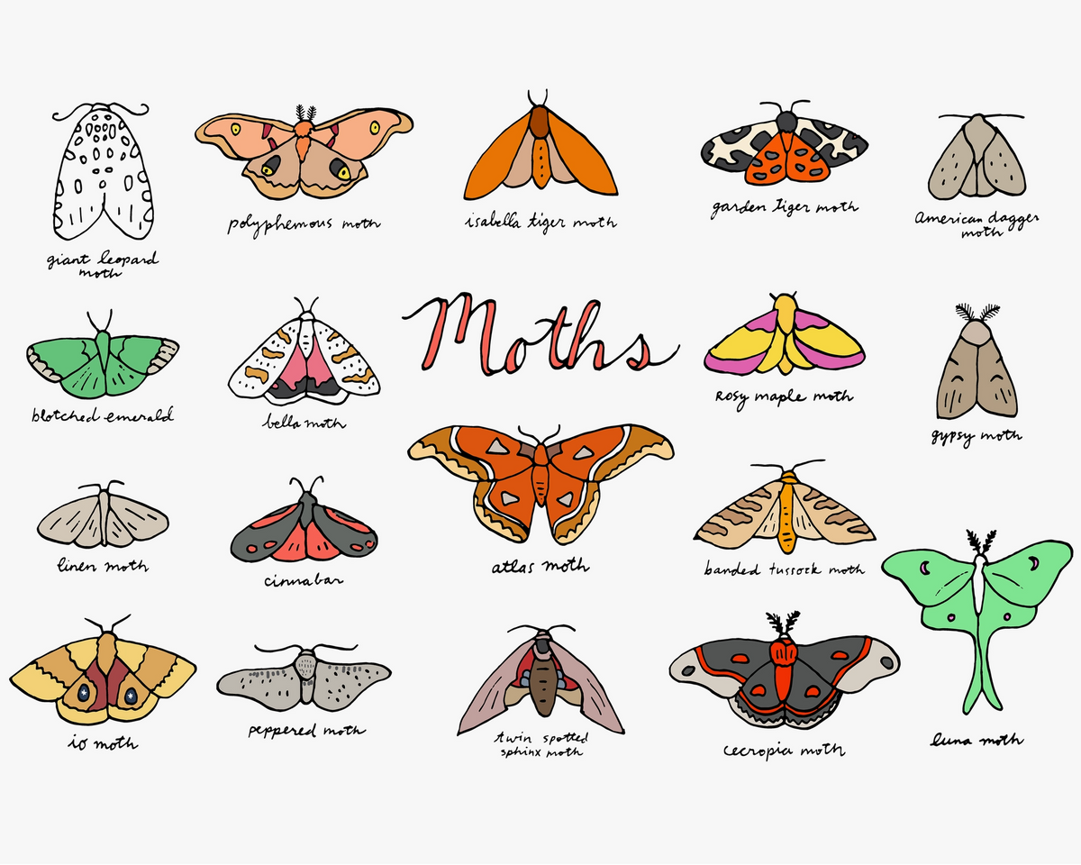 Moth Magic Print