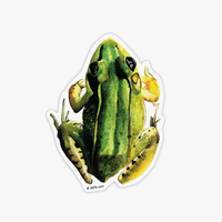 Load image into Gallery viewer, Frog Sticker
